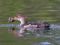 merganser-7D2 9125