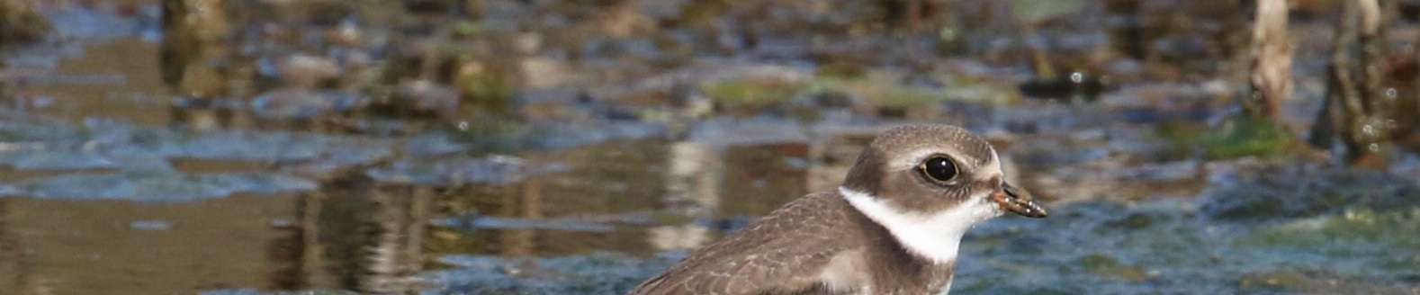 Click to show or hide the buttons