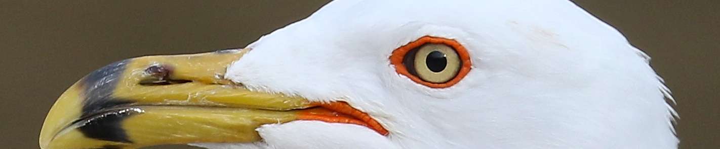 Click to show or hide the buttons