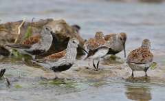 16: dunlins-7D2_2991