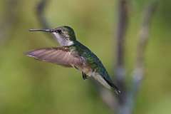 6: hummingbird-7D2_4144