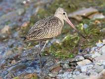 5: marbled-godwit-7D2_6557