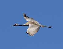 42: 2021-03-14-sandhill-crane-7D2_6197