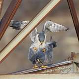 5: peregrine-falcons-7D2_1203
