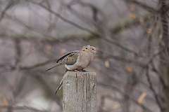 2: mourning-doves-CR3_1816