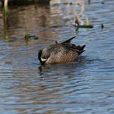 8: Blue-winged Teals mating CR3_1061