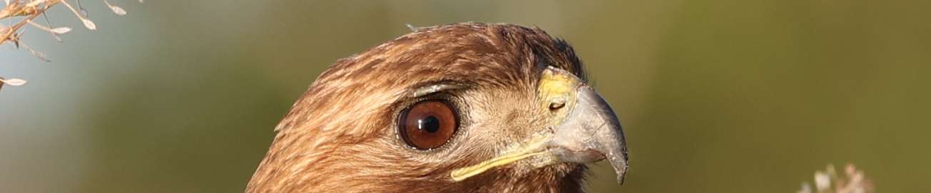 Click to show or hide the buttons