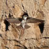 9: bank-swallow-0C3_0571