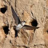 10: bank-swallow-0C3_0572