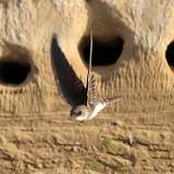 15: bank-swallow-0C3_0593