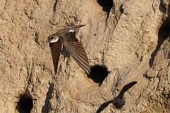 11: bank-swallow-0C3_4533
