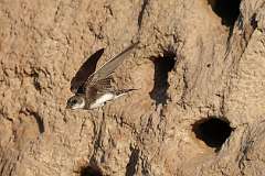 12: bank-swallow-0C3_4534