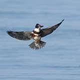 16: king-fisher1-0C3_0122