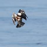 17: king-fisher1-0C3_0124