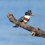 19: king-fisher1-0C3_0166