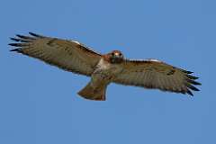8: redtail-in-flight1-0C3_0177