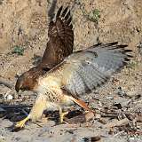 5: redtail1-0C3_0308