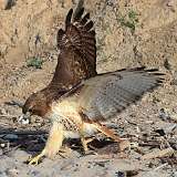 6: redtail1-0C3_0309