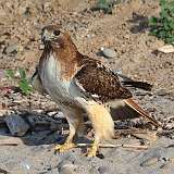 7: redtail1-0C3_0330