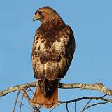 2: redtail1-0C3_5070