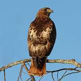 4: redtail1-0C3_5091