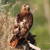 3: redtail1-0C3_5175