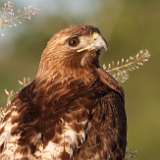 1: redtail1-0C3_5262