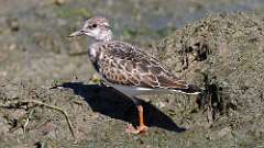 185: 2022-08-27-Ruddy Turnstone 0C3_0715