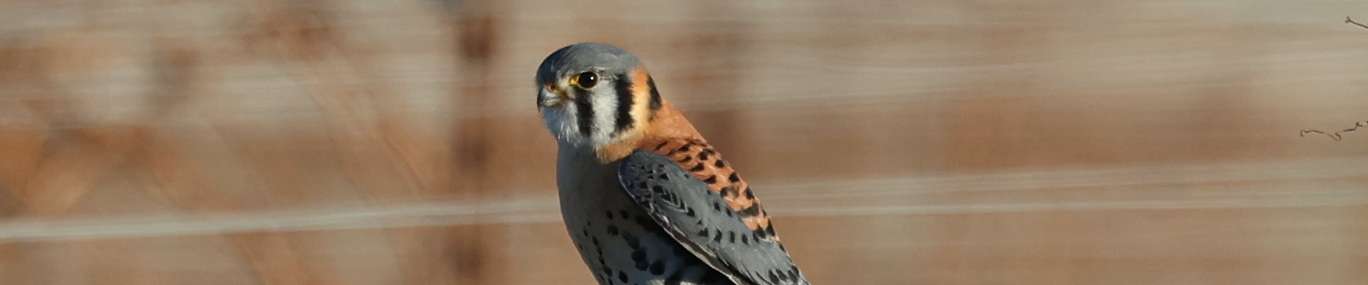 Click to show or hide the buttons