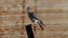 1: American Kestrel 0C3_0674