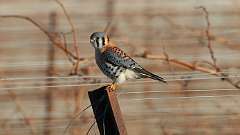 2: American Kestrel 0C3_0683