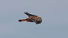 4: American Kestrel 0C3_0719