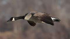 5: Canada Goose 0C3_0229