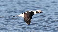 6: Long-tailed Duck 0C3_0412