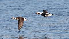 7: Long-tailed Ducks 0C3_0382