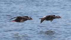 8: White-winged Scoters 0C3_0436
