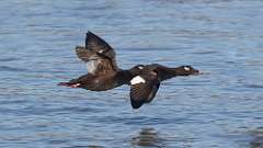 9: White-winged Scoters 0C3_0443