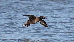 10: white-winged-scote--female 0C3_0049