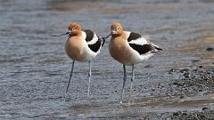 16: American Avocet 0C3_0733
