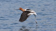 9: American Avocet in flight 0C3_1067