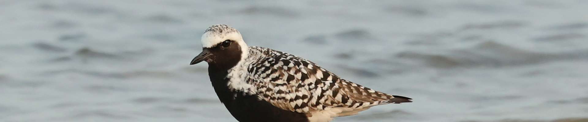 Click to show or hide the buttons