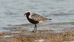 1: Black-bellied plover 0C3_0624