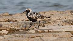 3: Black-bellied plover 0C3_0664