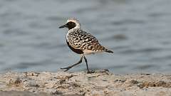4: Black-bellied plover 0C3_0676