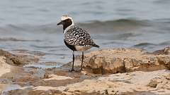5: Black-bellied plover 0C3_0753