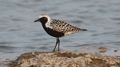 6: Black-bellied plover 0C3_0778
