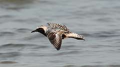 7: Black-bellied plover in flight 0C3_0730