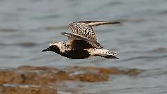 8: Black-bellied plover in flight 0C3_0787