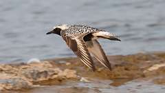 9: Black-bellied plover in flight 0C3_0789