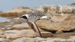 10: Black-bellied plover in flight 0C3_0792